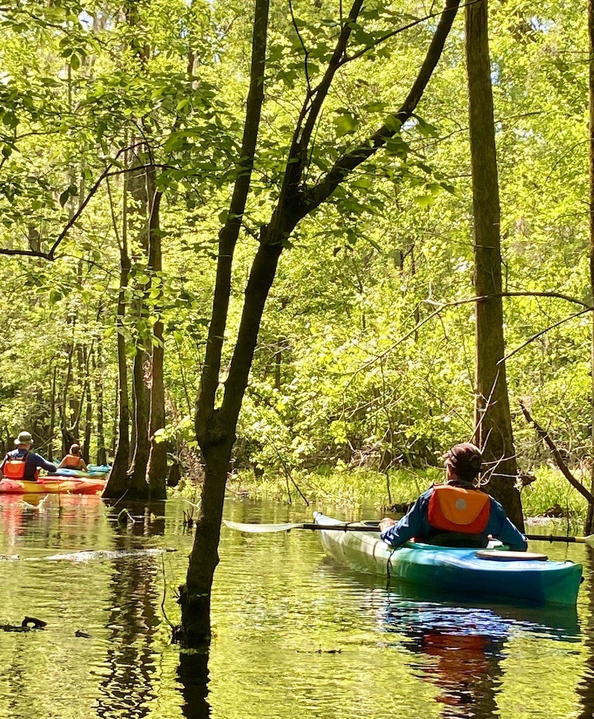 kayaks on water- Kayaking on the Three Sisters Swamp