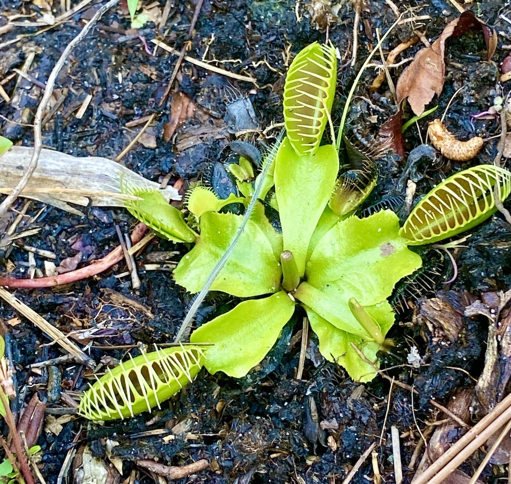 Venus Flytrap green leaves 