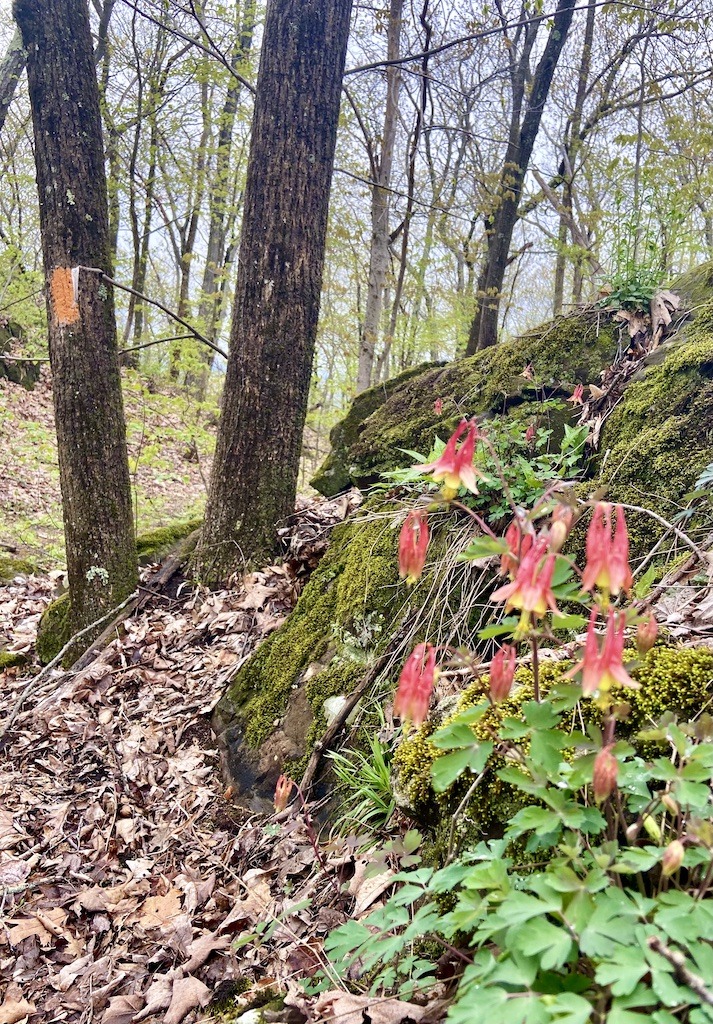 red and yellow flowers near trail-best hikes Holyoke Range