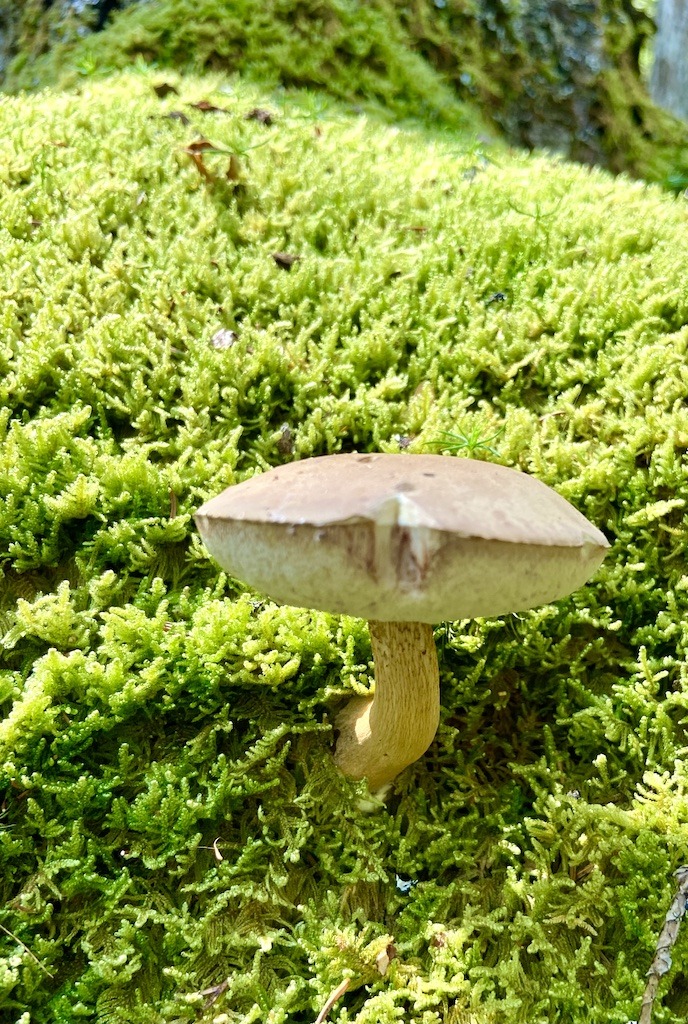 brown and white mushroom