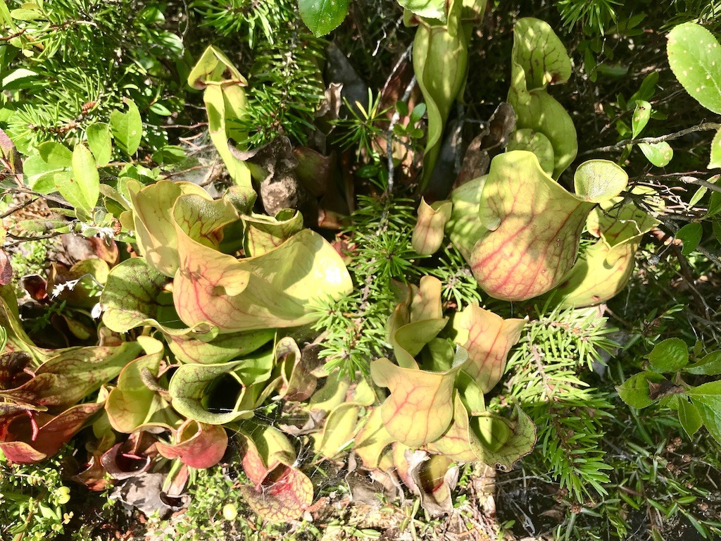 Pitcher plants-green and red