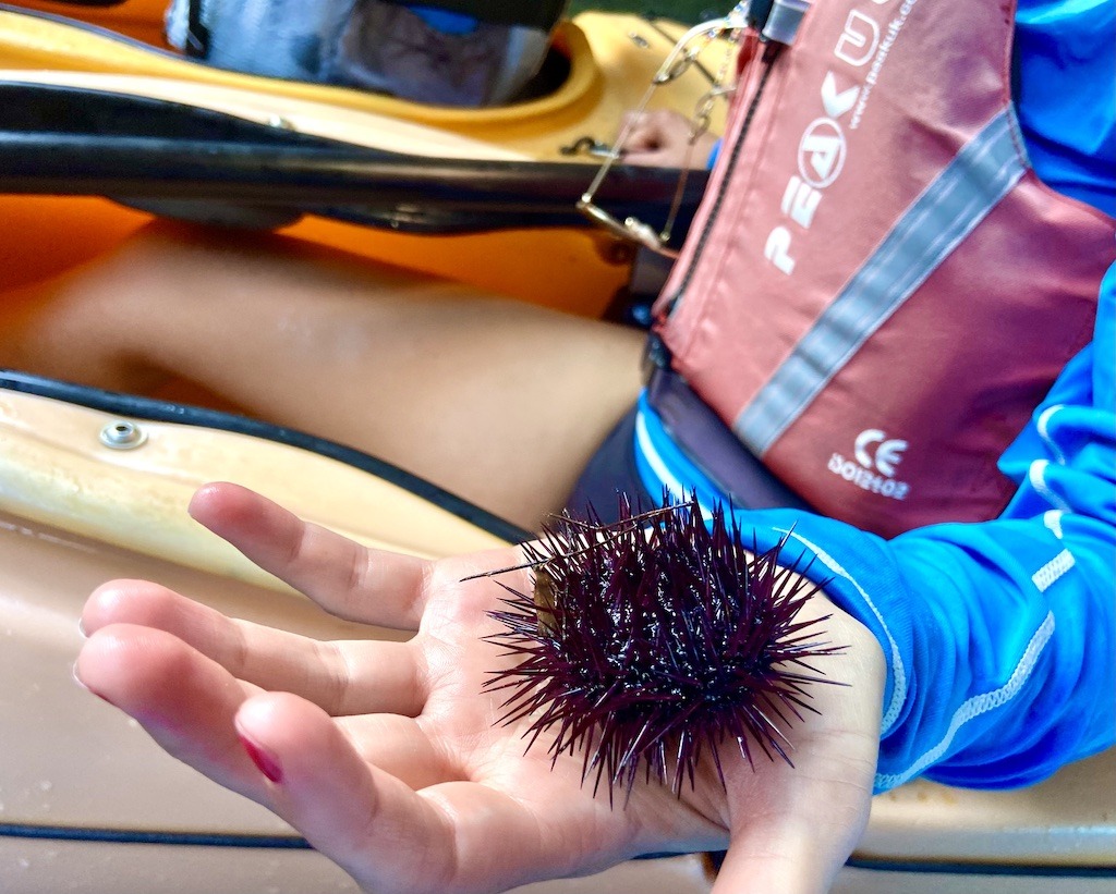 holding a sea urchin-sea kayak on Kefalonia