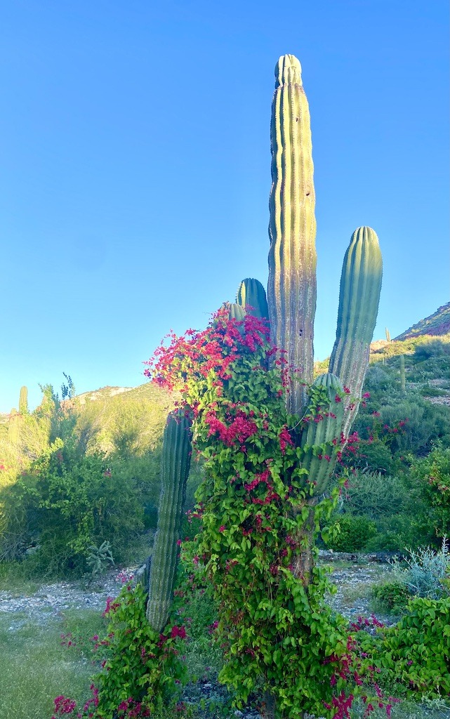 large cactus with red flowers-Sea Kayaking in Baja