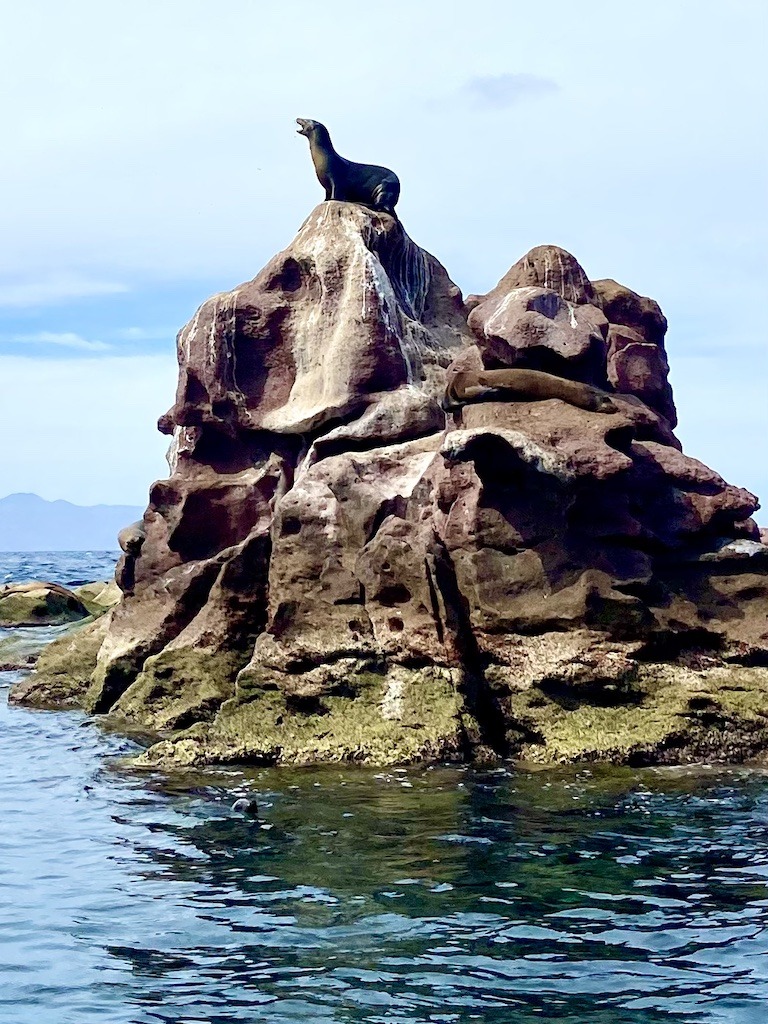 sea lion atop a large rock