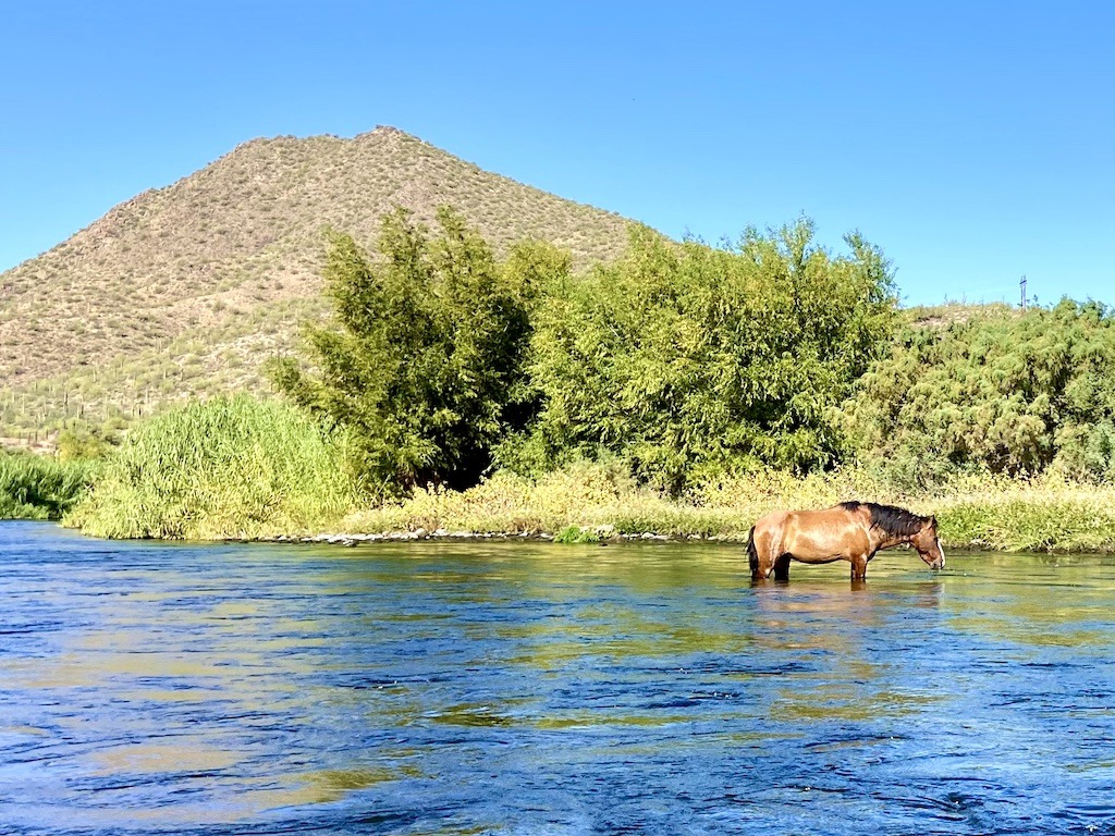 horse in river