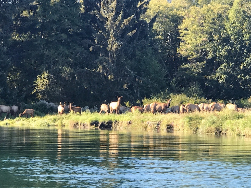 elk on shore of lake-best kayaking day trips in the US