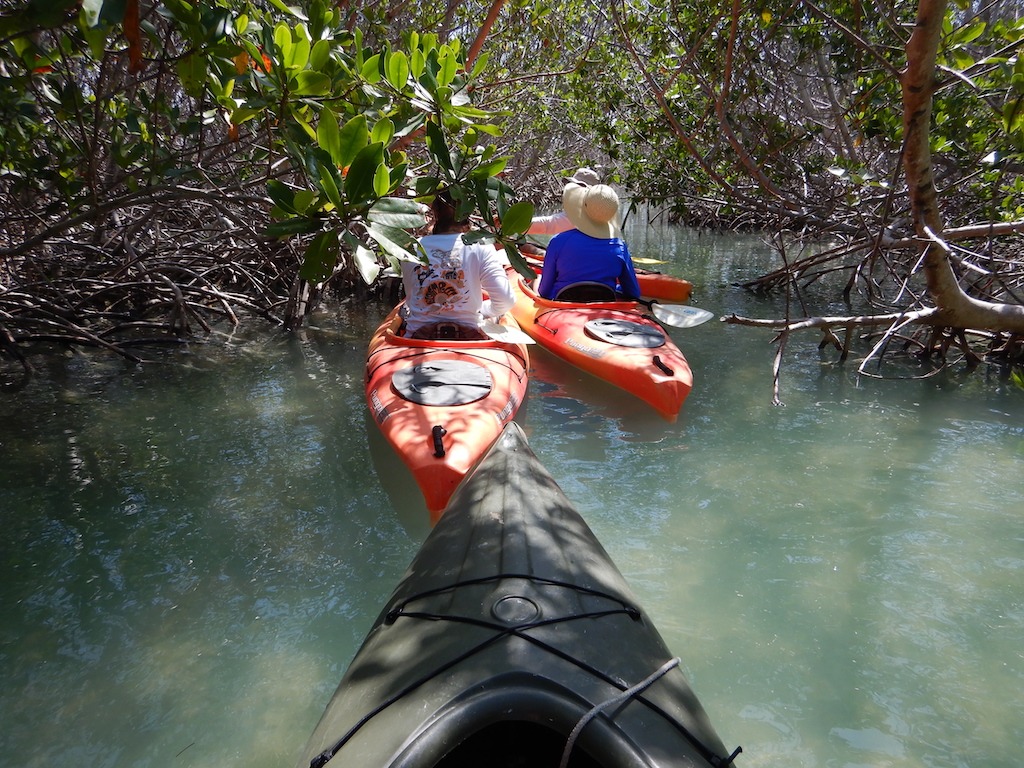 orange kayaks in mangroves-best kayaking day trips in the US