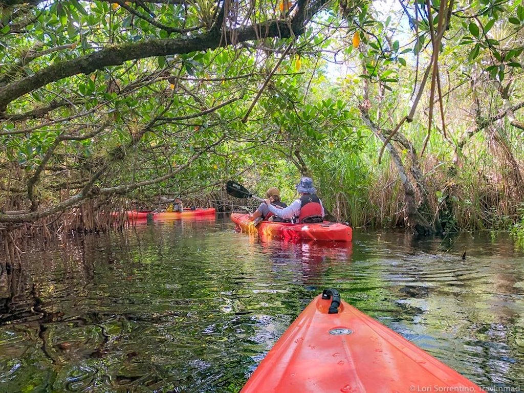 orange kayaks in mangroves