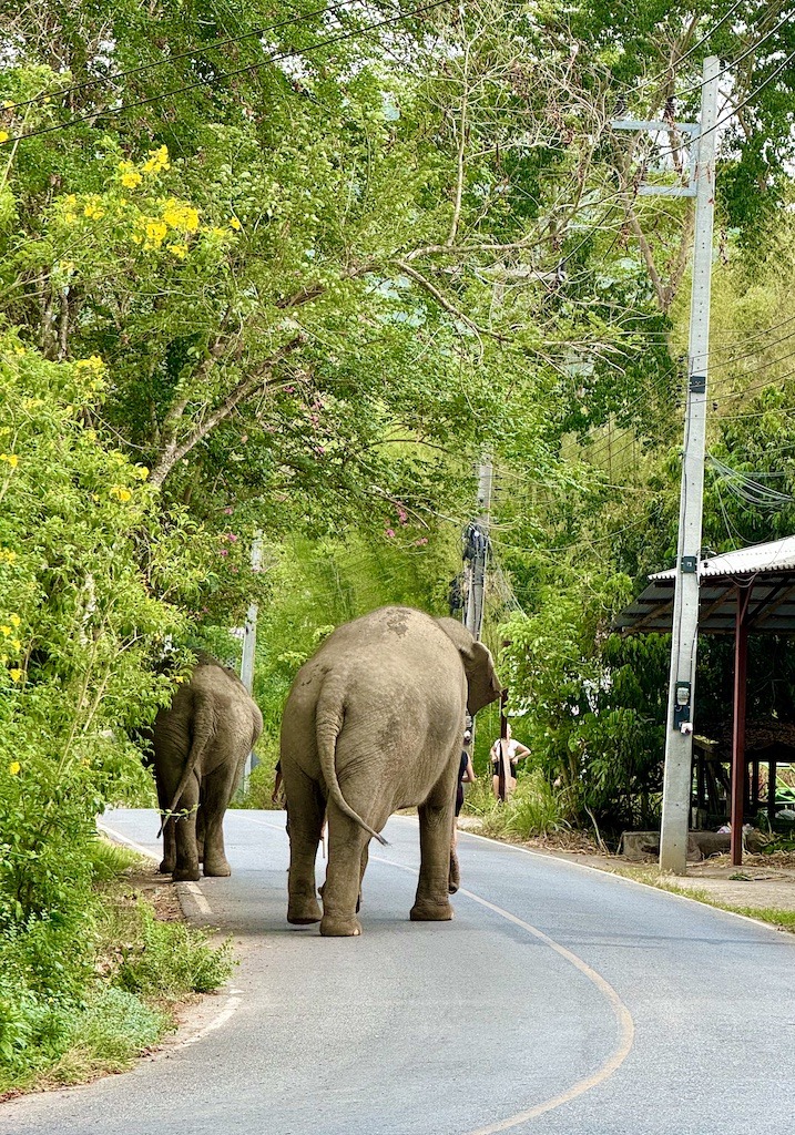 2 elephants on road-Outdoor Adventures in Pai