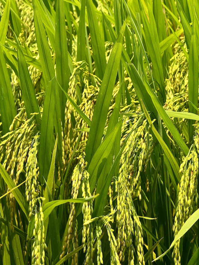 Rice stalks--yellow and green