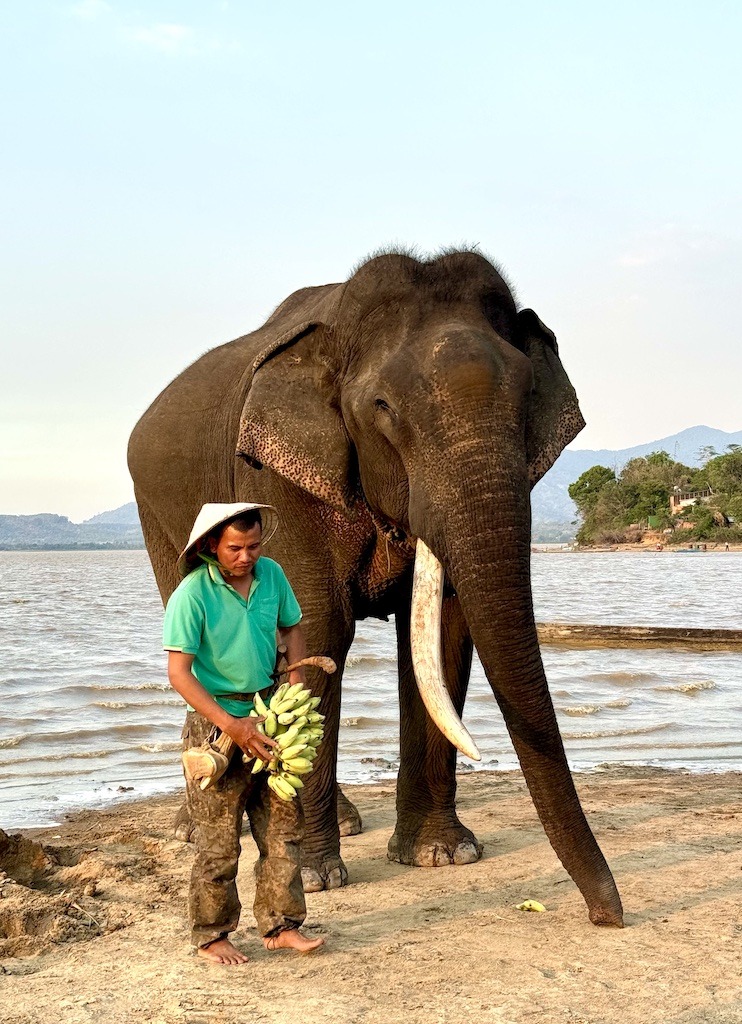 Elephant and man with bananas