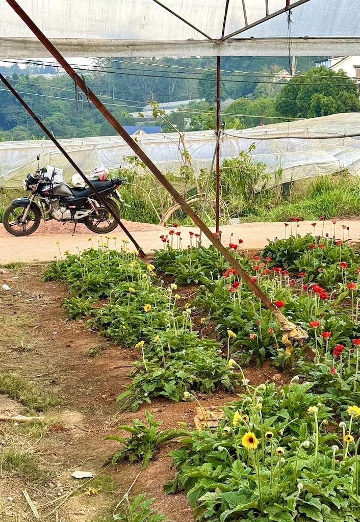 flowers and greenhouses on Easy Rider Tour