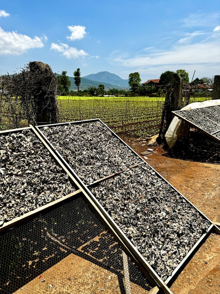 drying mushrooms on racks on Easy Rider Tour