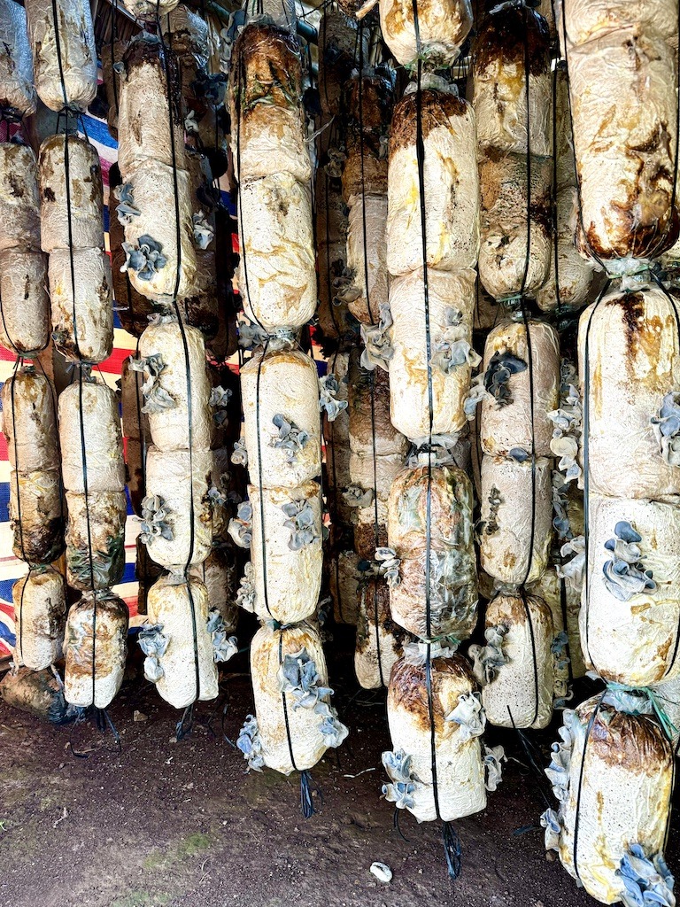 hanging tubes with mushrooms