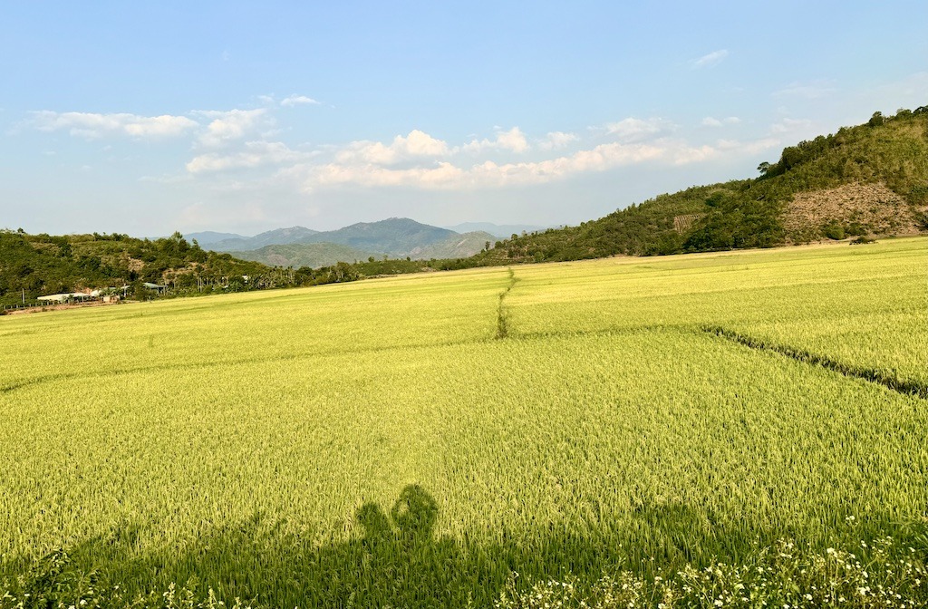 Rice field on the Easy Rider Tour