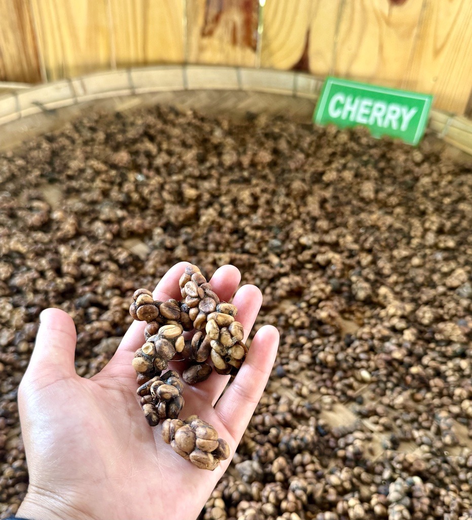 holding cherry coffee  beans 