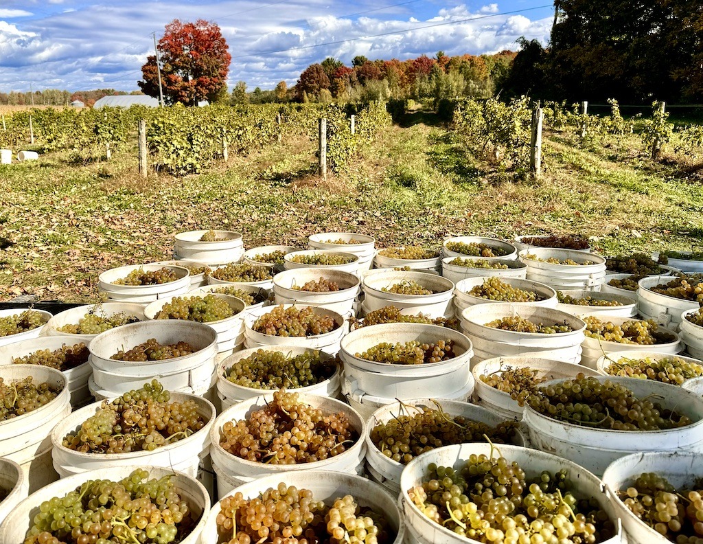 vineyard with grapes in white buckets