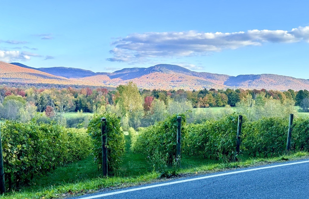 vineyard with mountains on bike routes of the Eastern Townships