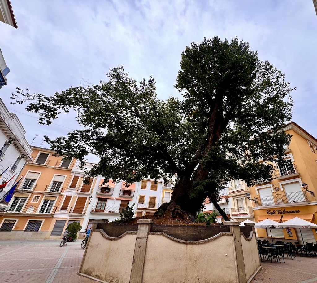 big green tree in city