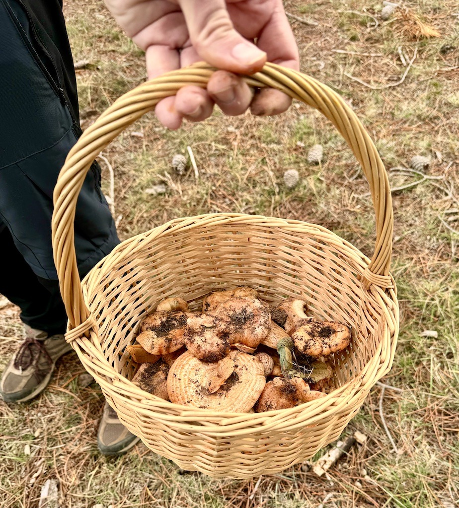 basket of mushrooms