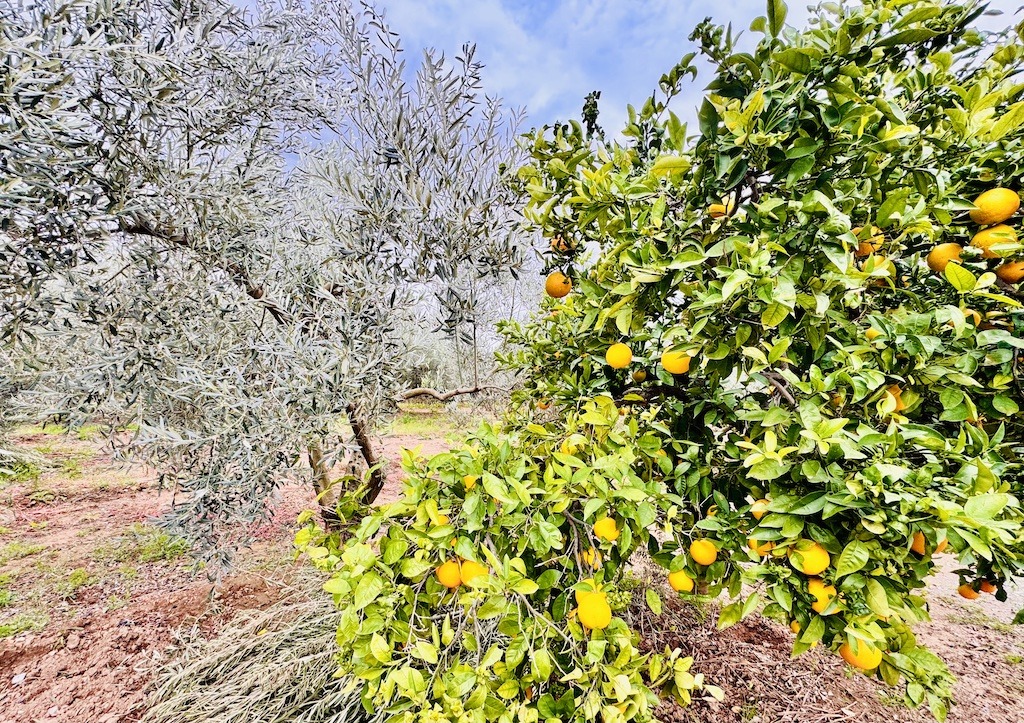 orange and olive trees