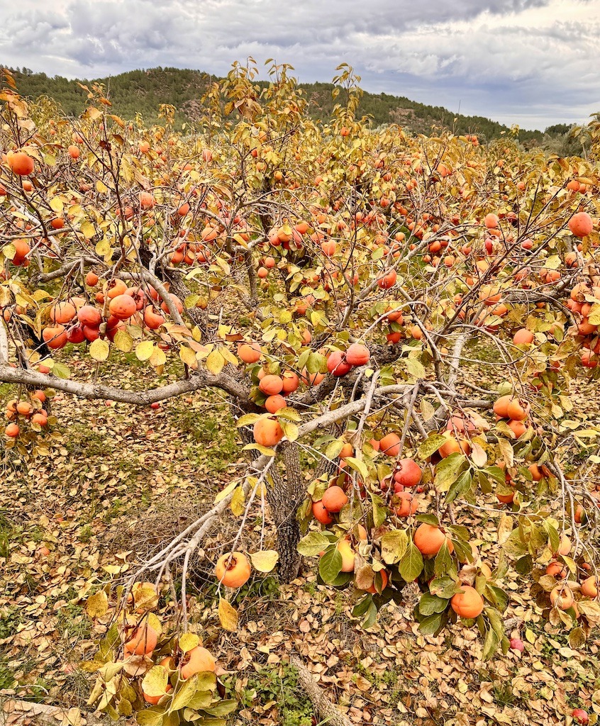 red persimmon trees