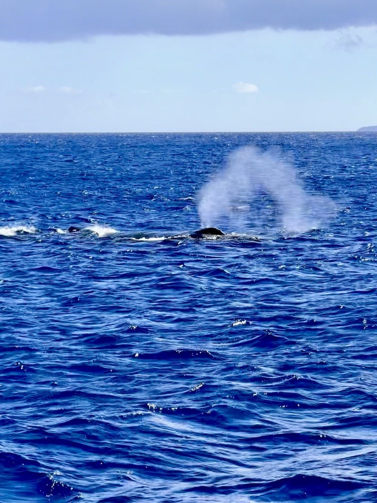 whale breath- Sea kayaking with whales in Maui