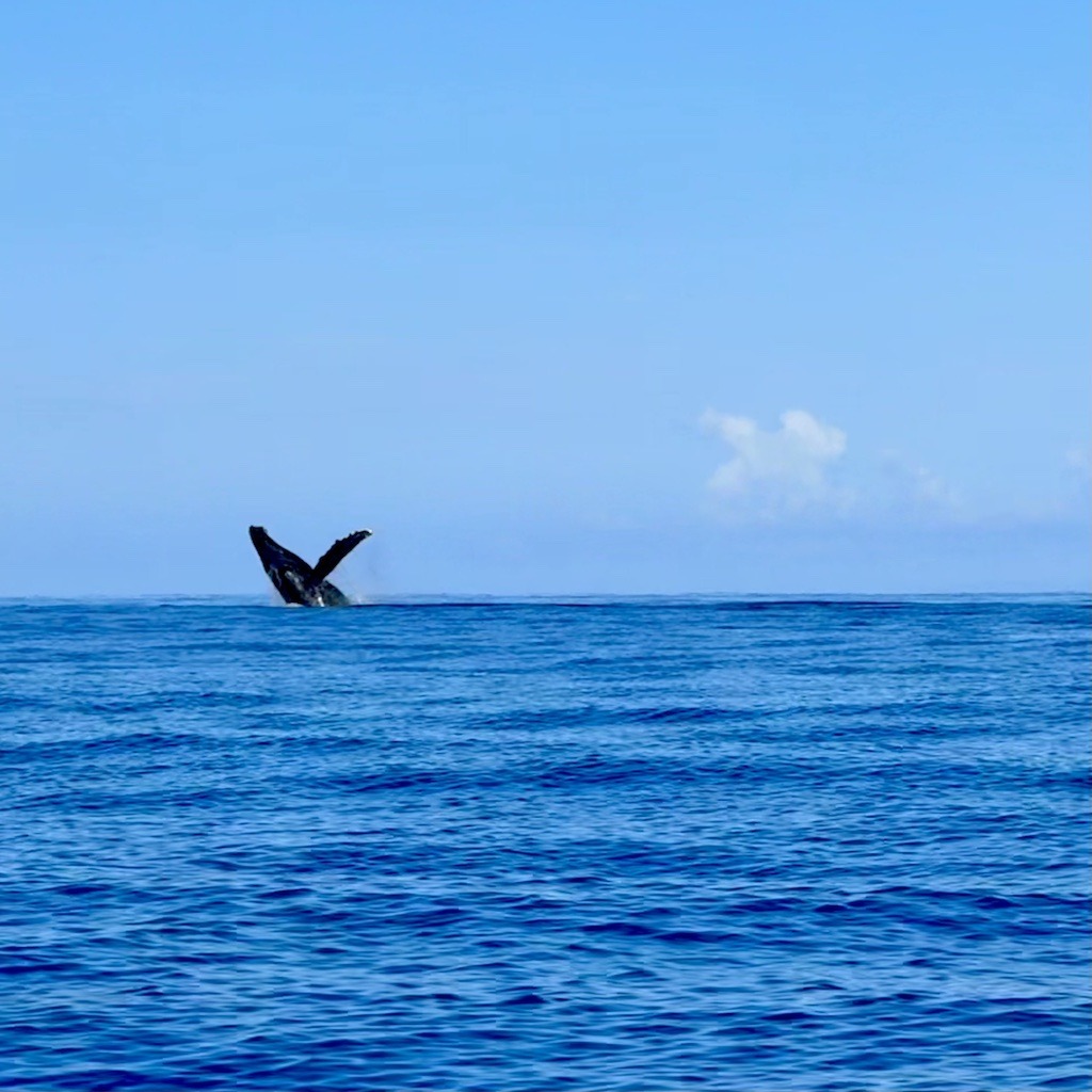 whale in the air Sea kayaking with whales in Maui