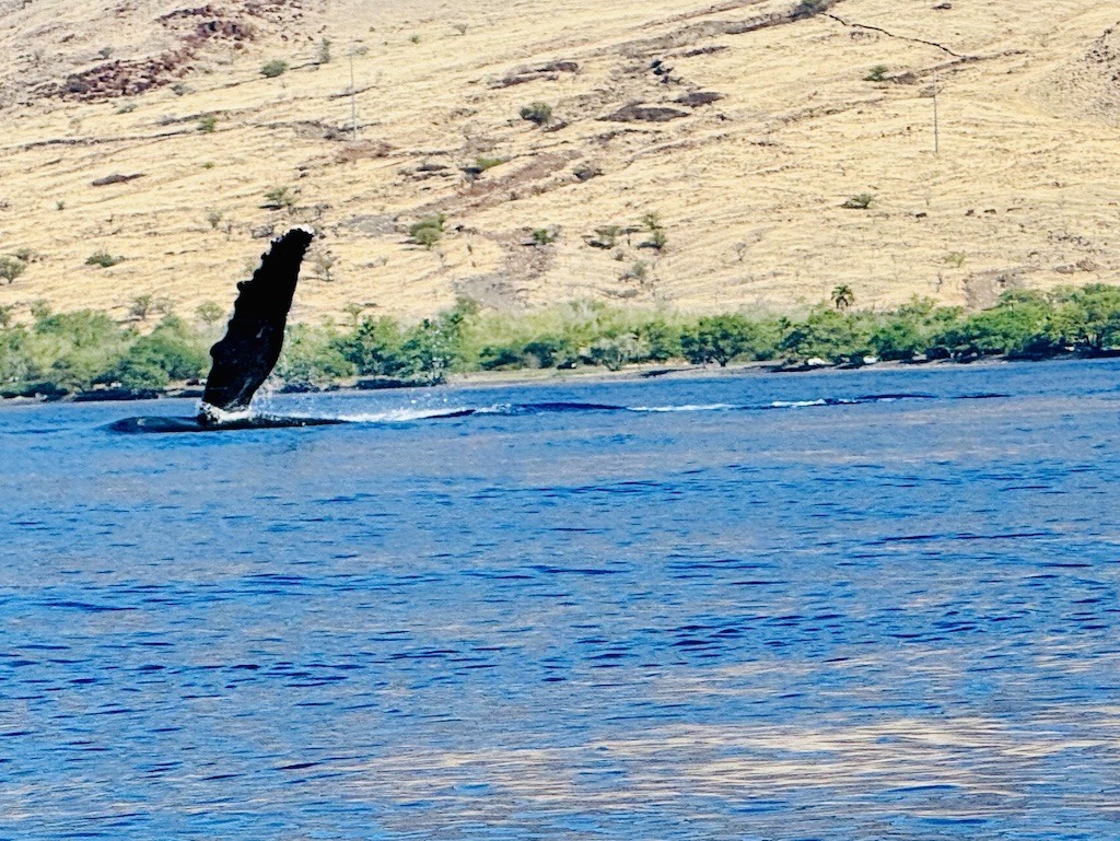 whale fin in the air while Sea kayaking with whales in Maui