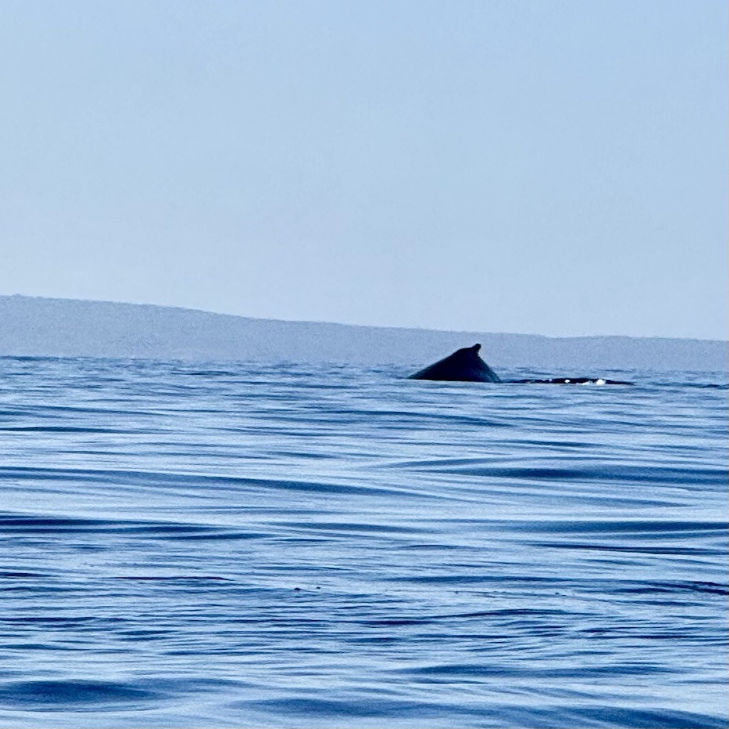 whaleback in ocean while Sea kayaking with whales in Maui