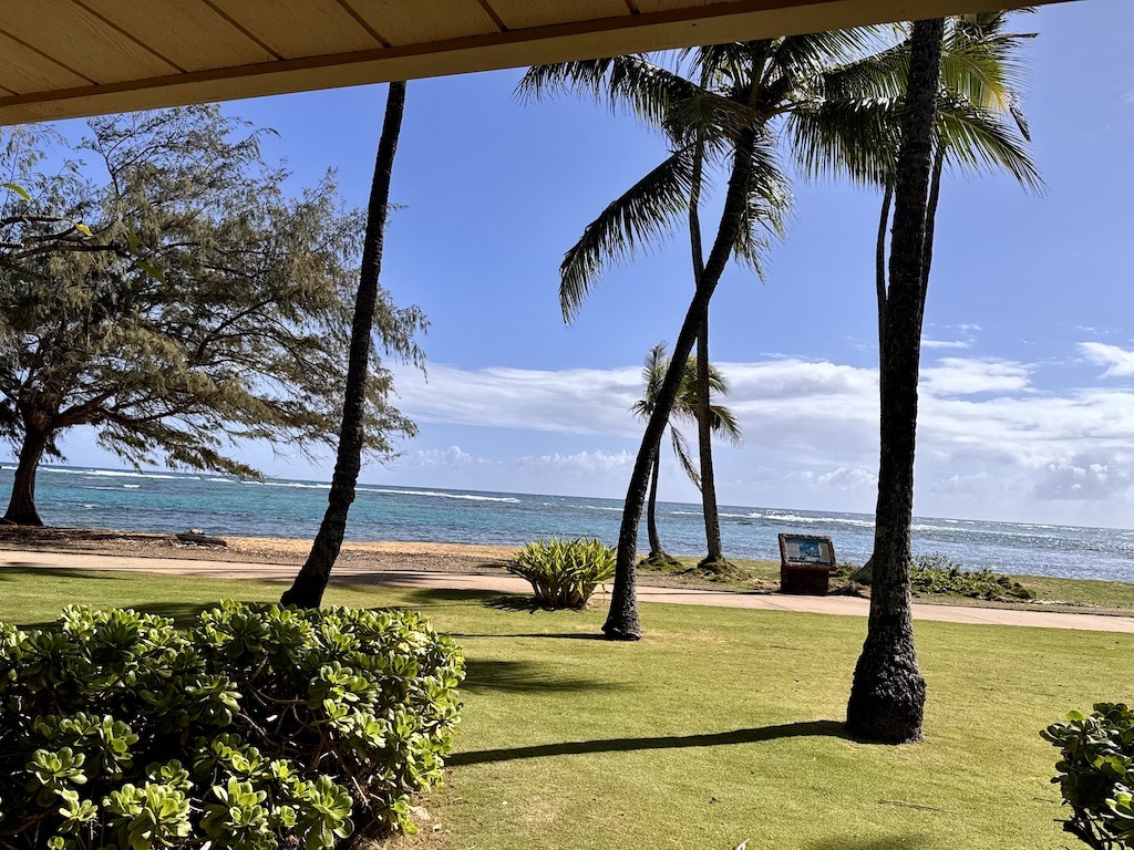 beach with palm trees