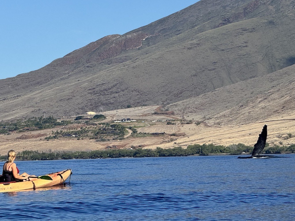 women in yellow kayak watching whale fin while Sea kayaking with whales in Maui