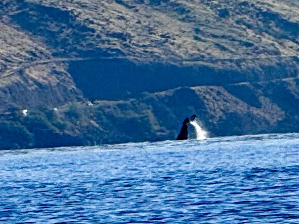 whale tail splashing while Sea kayaking with whales in Maui