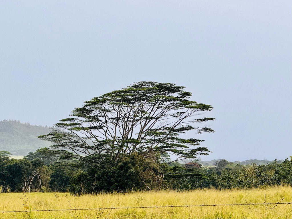 tree with spreading branches on yellow field