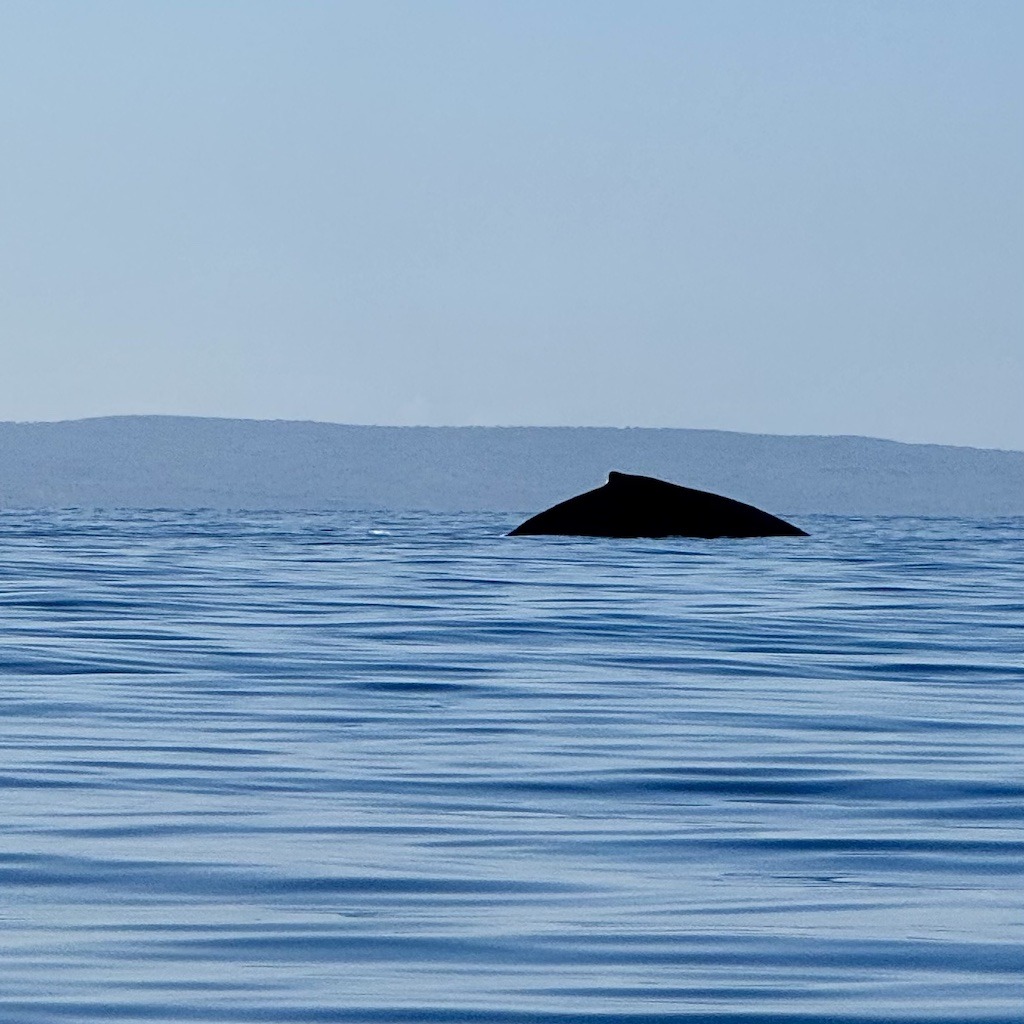 whale back-Sea kayaking with whales in Maui