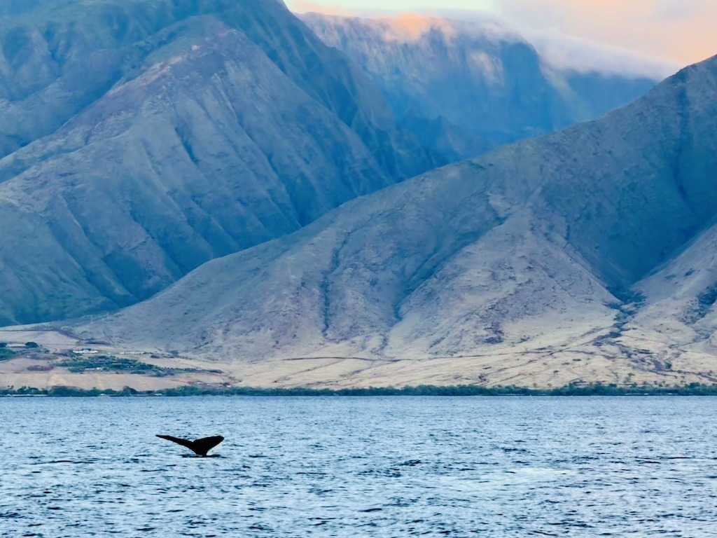 whale tail and mountains -Sea kayaking with whales in Maui