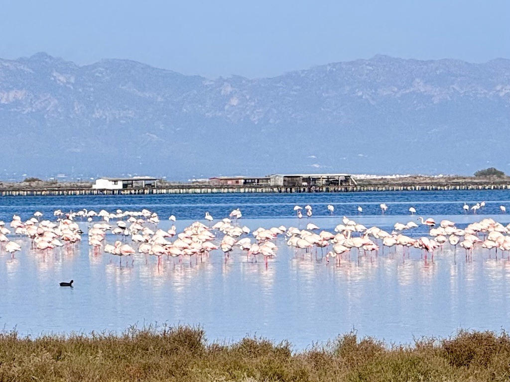 pink flamingos seen while biking the Val del Zafán Greenway 