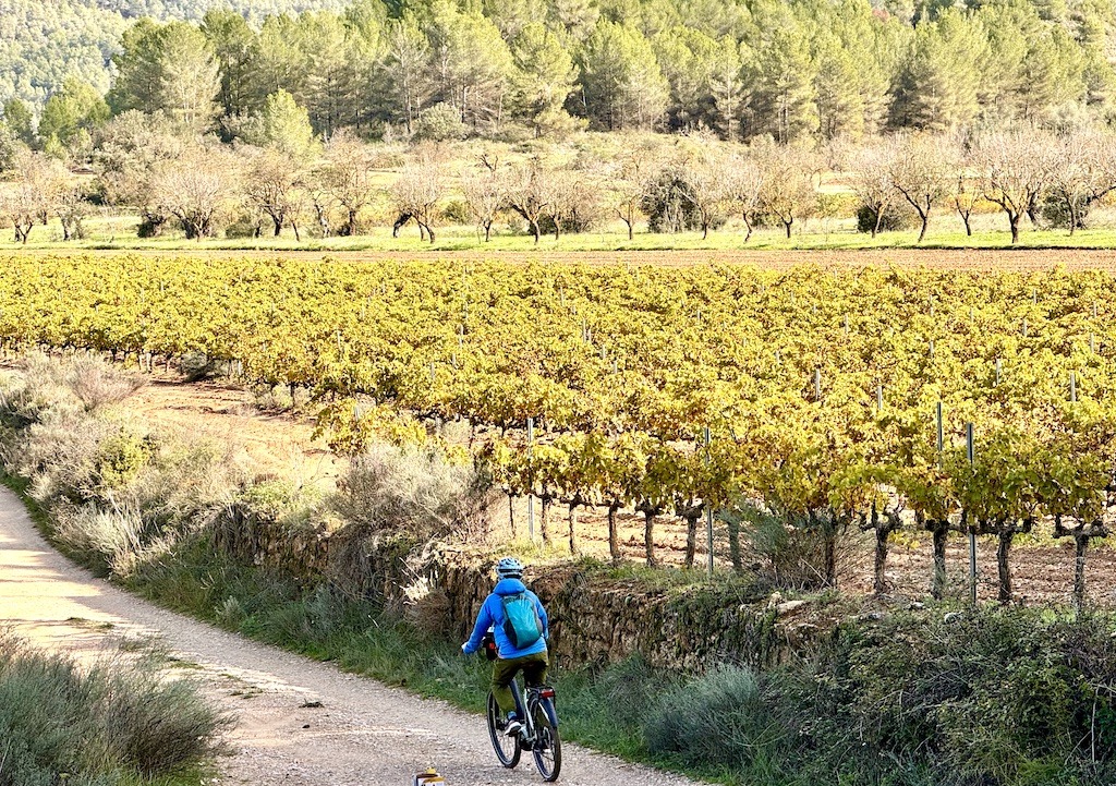 blue biking passing an olive grove while biking the Val del Zafán Greenway 