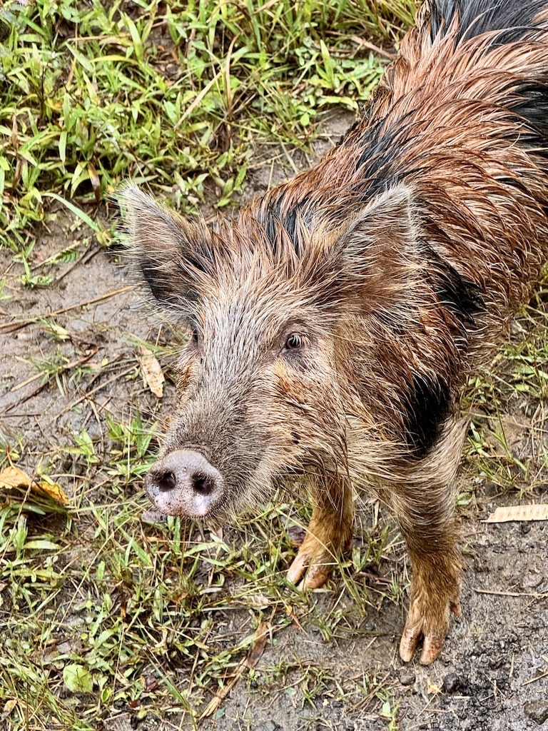 brown pig