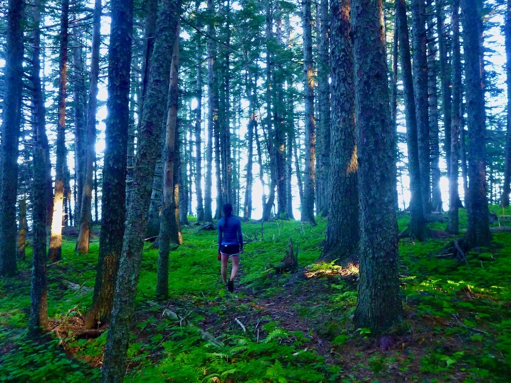 person walking through sunlit forest