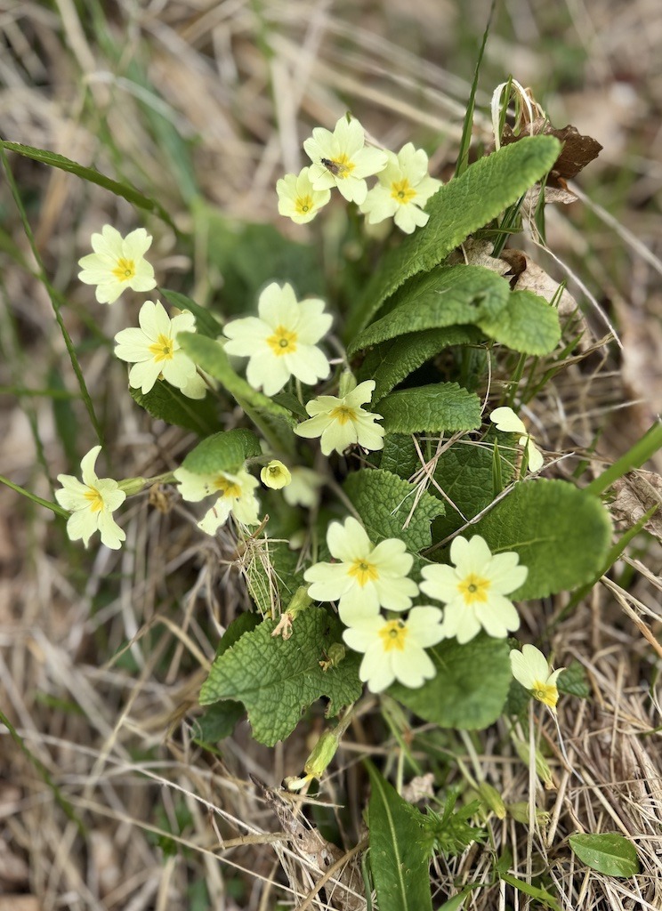 yellow flowers