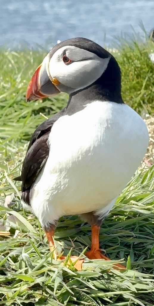black and white bird with orange beak and feet