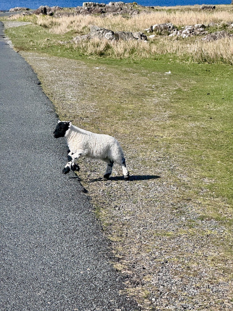 baby lamb near road