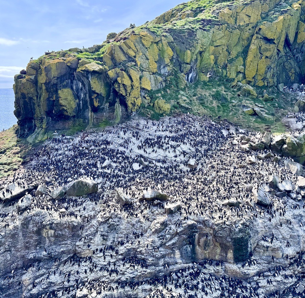 many birds on green rock-Outdoor Adventure on the Isle of Mull