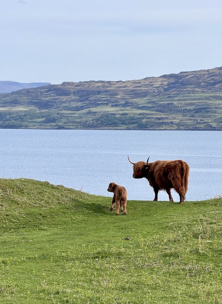 Mother and baby brown cows overlooking water
