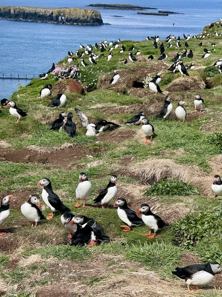 Many black and white birds with orange beak and feet