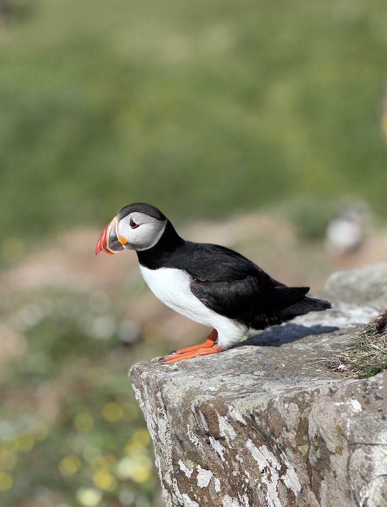 black and white bird with orange beak and feet