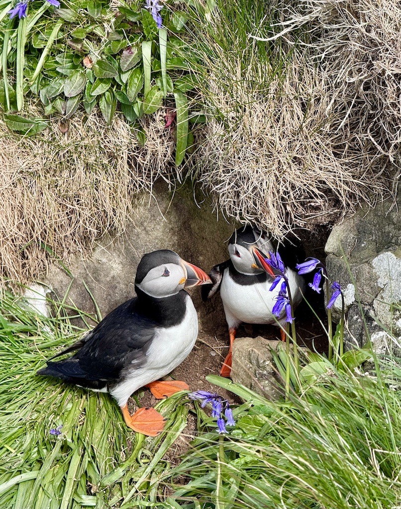 black and white birds with orange beak and feet