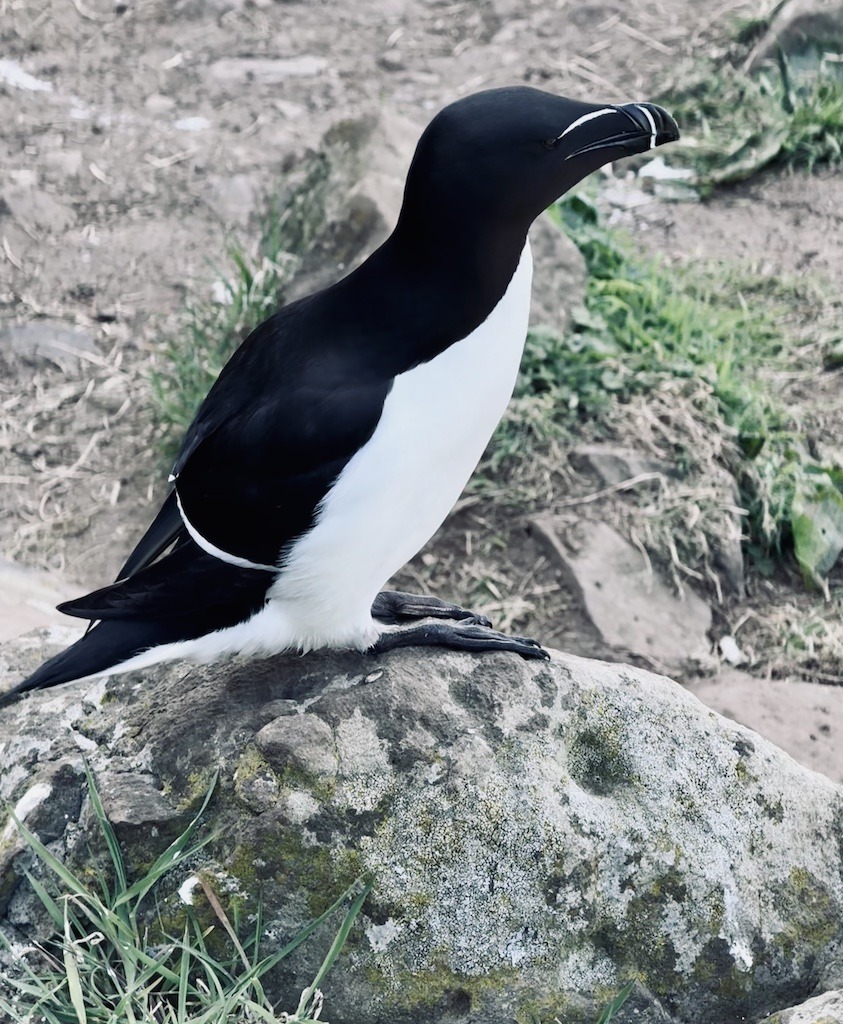 black and white bird