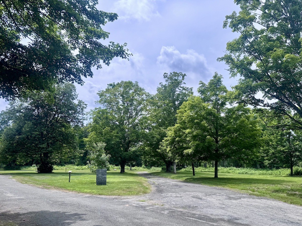 trees in an open area. concrete post  is there too.s